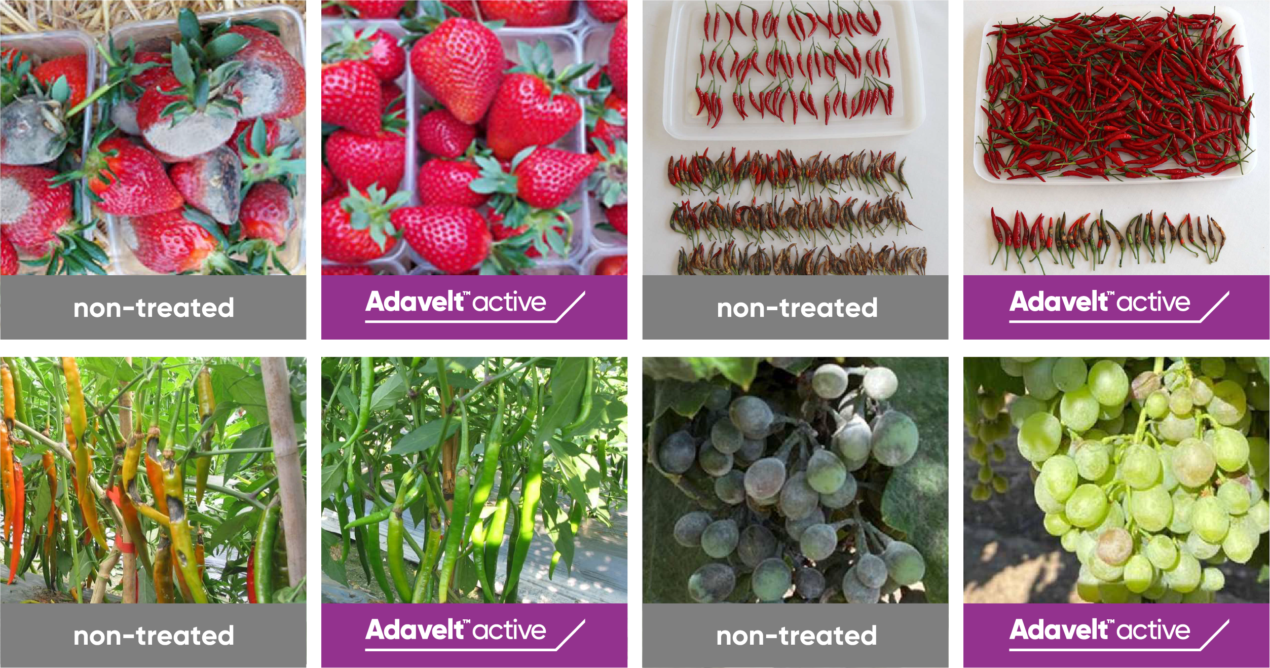 crop examples showing treated versus non-treated