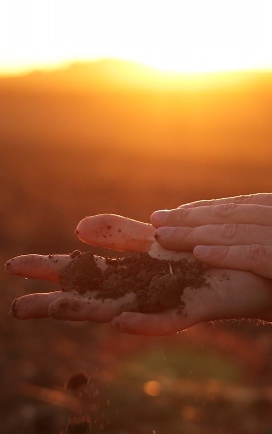 Two hands holding soil close up at sunset